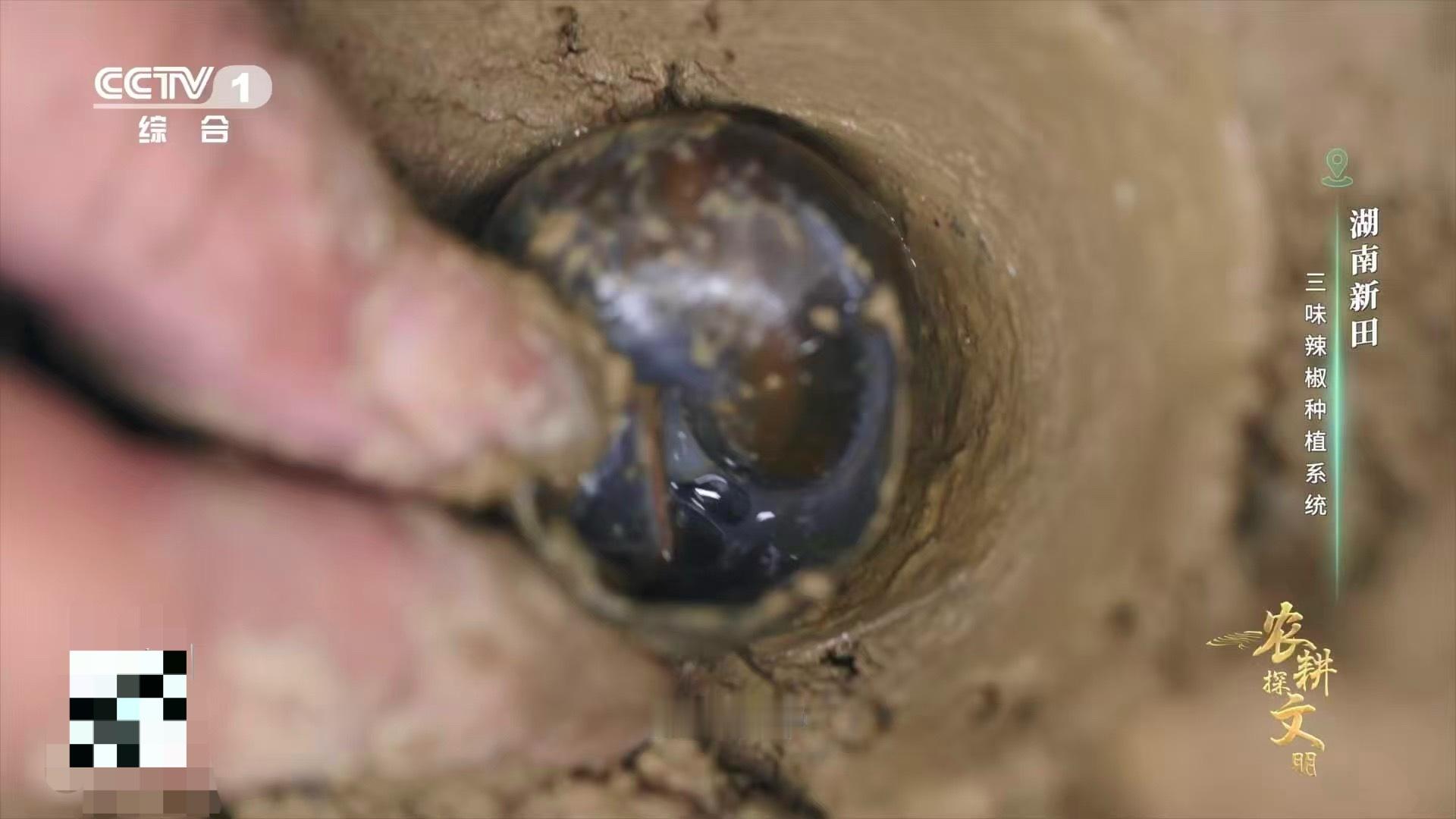 湖南新田的种植智慧太绝了！剪尾田螺秒变“天然穴盘”，保温保湿助发芽。移栽时再埋几