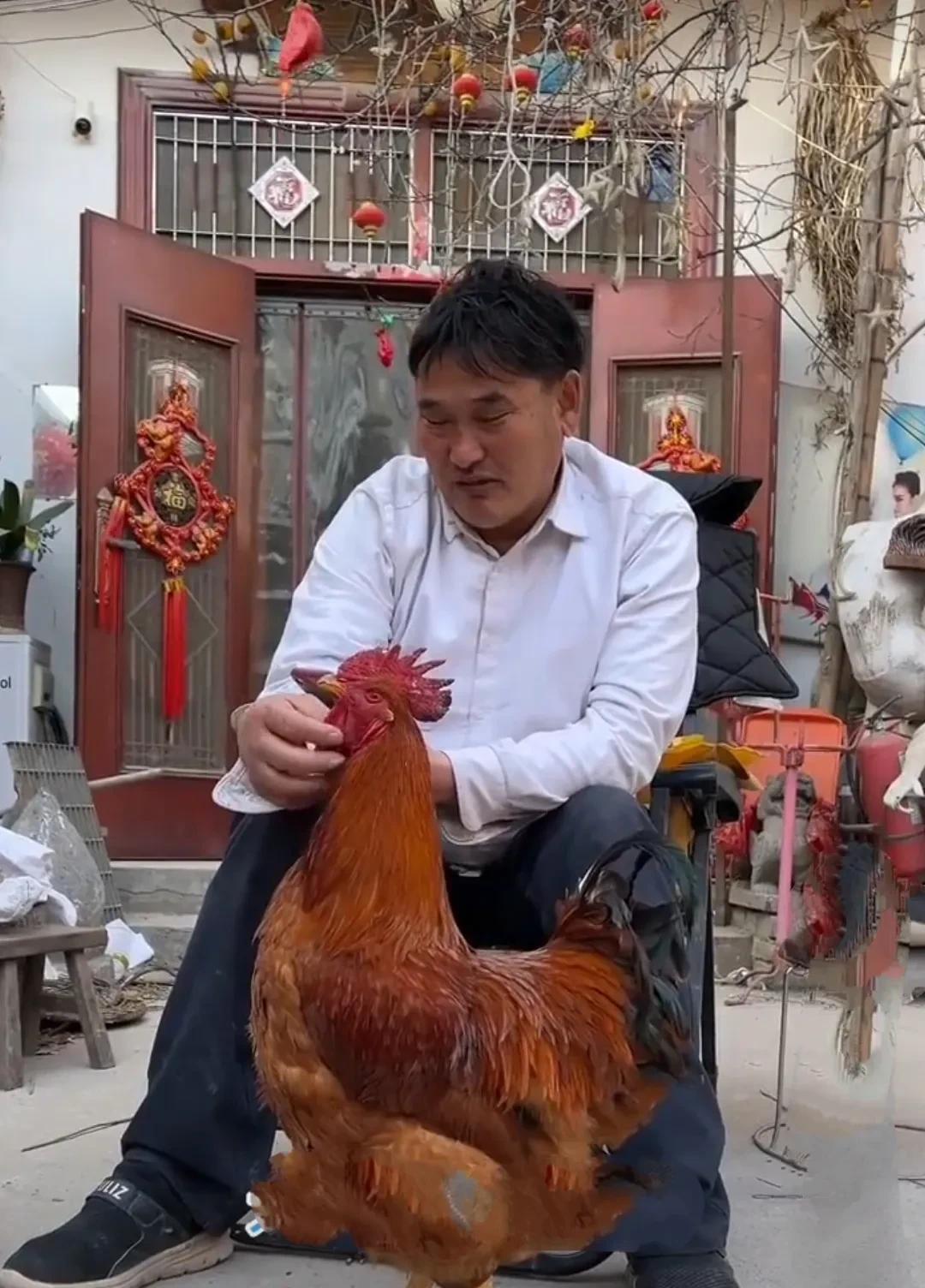 大衣哥朱之文家的宠物原来是只大公鸡！别人家都是养小猫或者小狗这样的宠物，而大衣哥