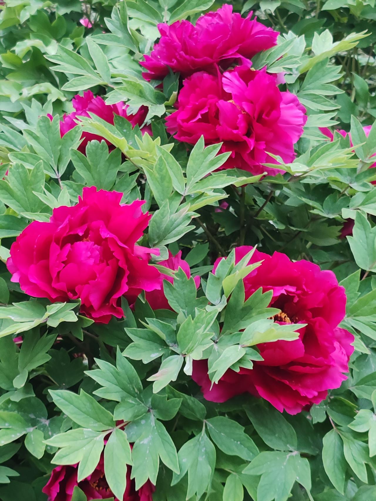 在这对仗工整的对联中，“青山披锦绣，春花织丽图”已然勾勒出一幅绝美画卷。上联里，