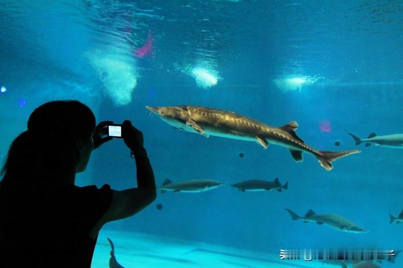 人类的口腹之欲让不少动物走向灭绝。比如台湾云豹，它身形矫健，身上斑点如云朵般美丽