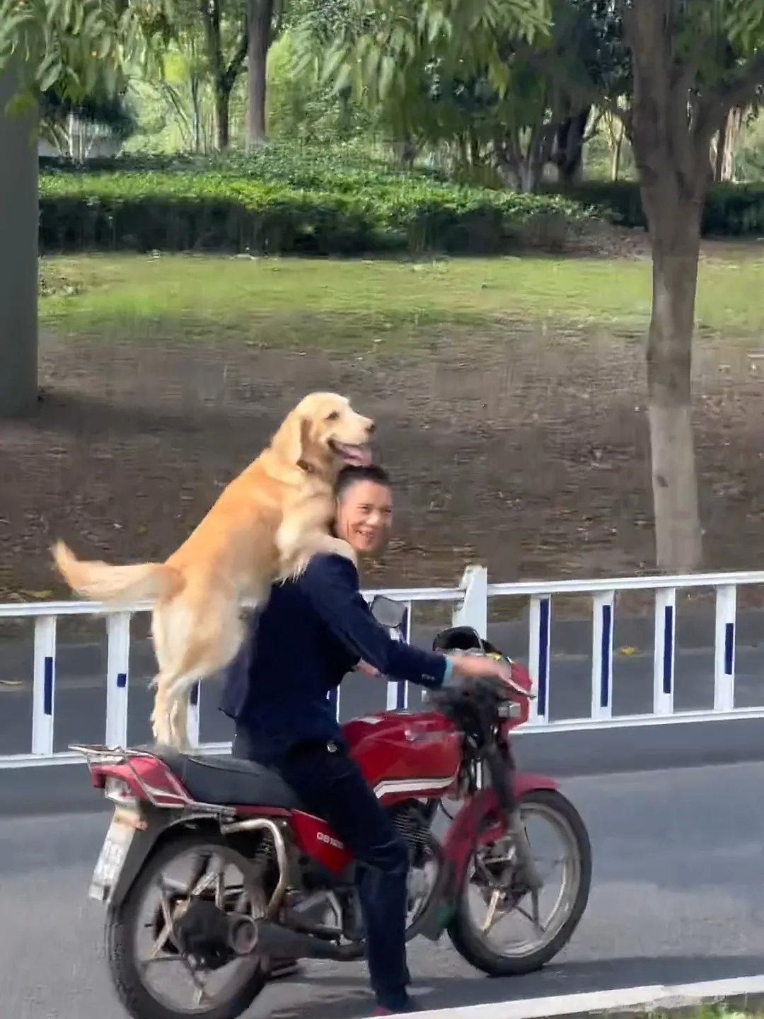 狗狗和主人一起回眸笑，好有爱的画面啊！网友：狗跟主人每做一个动作就转过头一脸期待