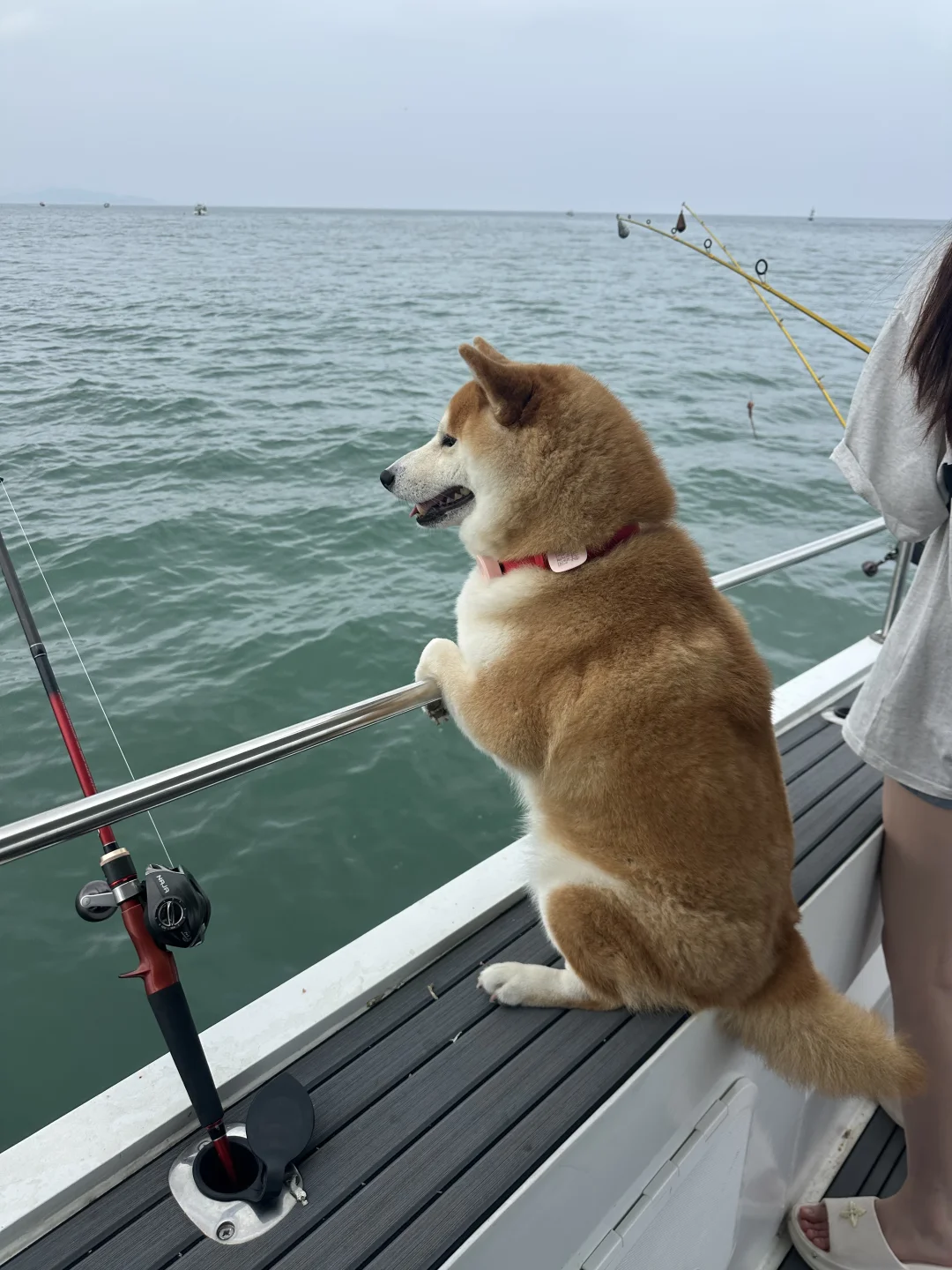 狗生也是出过海了