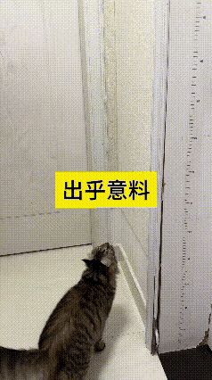 为啥别家猫不爱出门？看完这只狸花猫瞬间懂了总刷到铲屎官吐槽自家猫一心往外窜