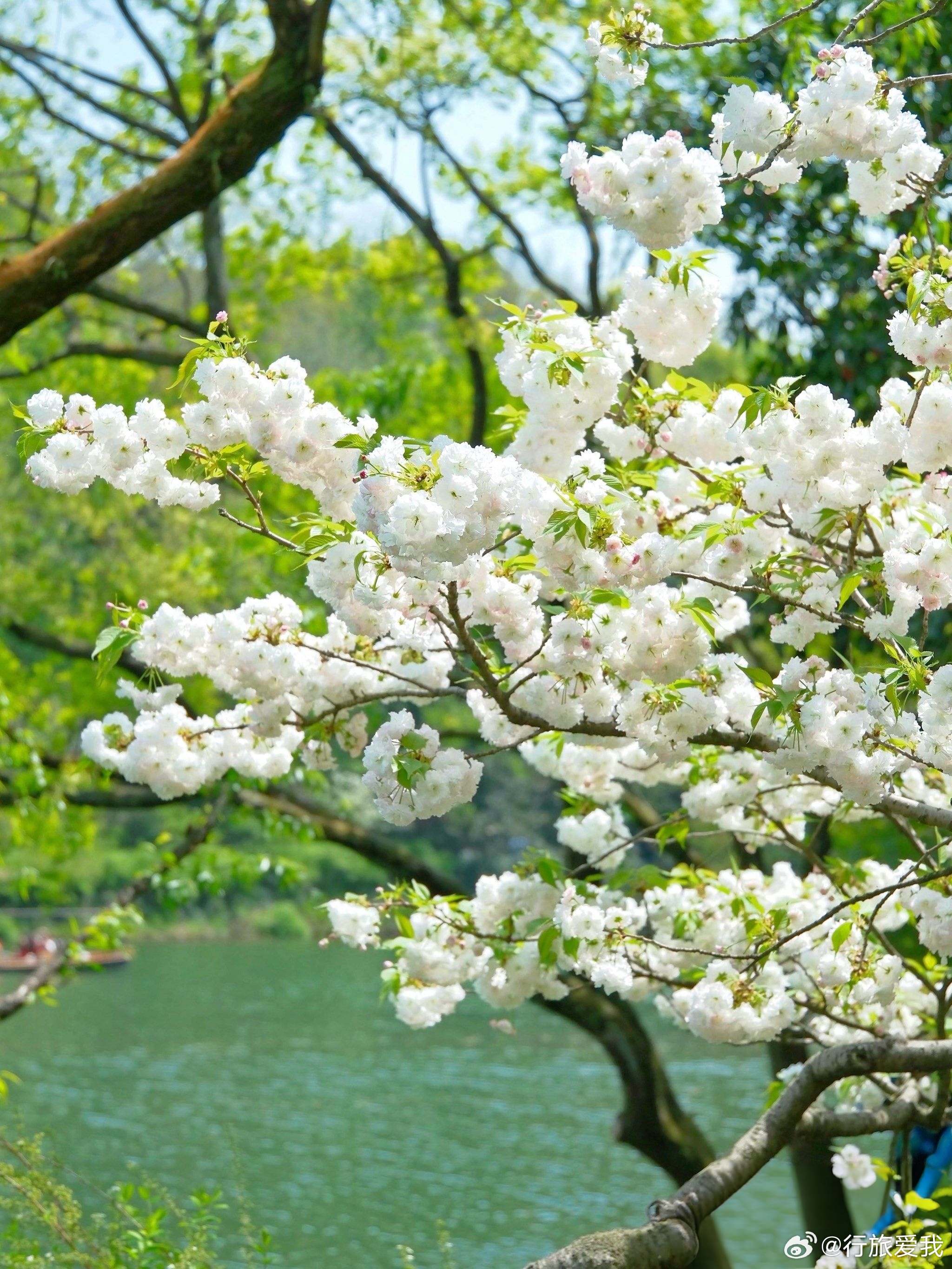 杭州的春天藏着太多温柔秘境，不用去断桥人挤人，乌龟潭这片被时光遗忘的角落，正