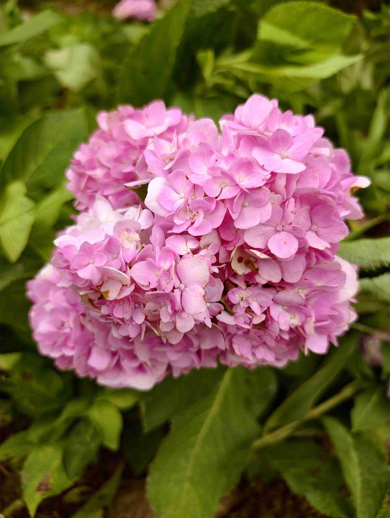 当天是个闷热天的时候，也就有点烦躁～只好看看花🌸唤回好心情看正在移栽的绣球