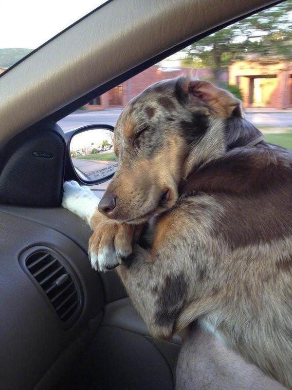 载狗子回家，没想到狗子太困了趴着就睡，他有幸拍下这难得安静的睡颜