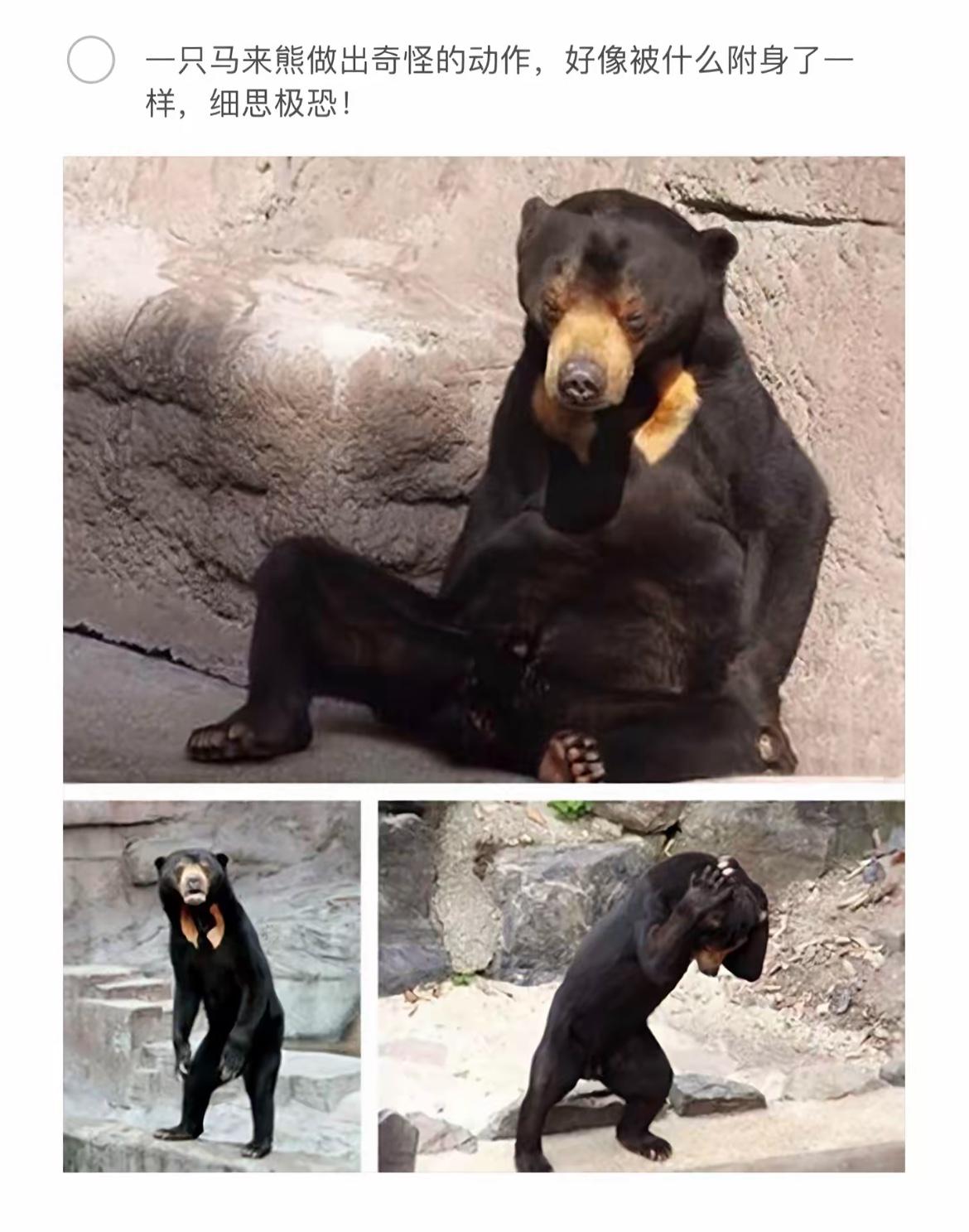 “熊的迷惑行为大赏，你没见过吗？”🐻😂