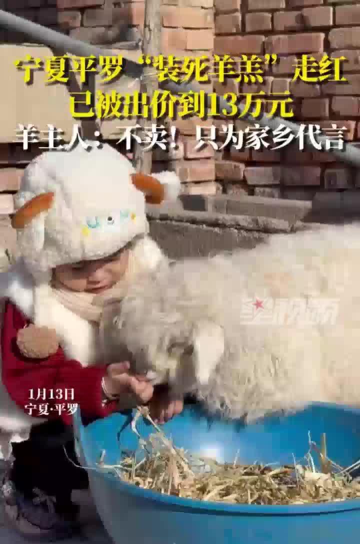 当一只出生仅10天的小羊羔，身价从420元的市场价飙升至30万，这场看似荒诞的流
