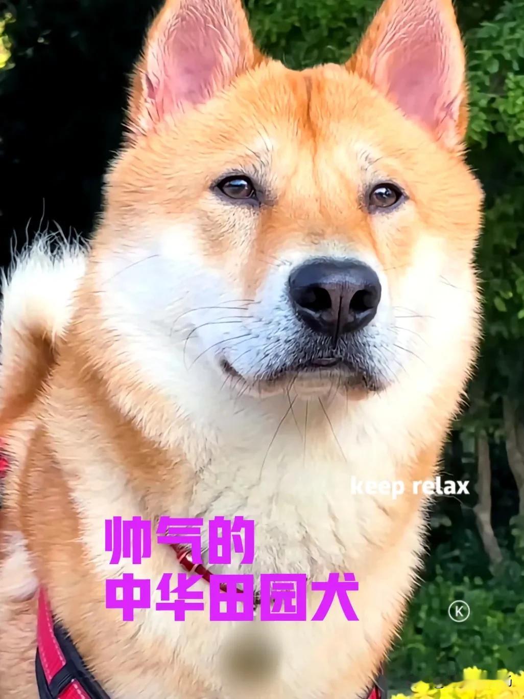 一直以来，我们的中华田园犬，都被叫做土狗。如果你养过中华田园犬，就知道它们其实一