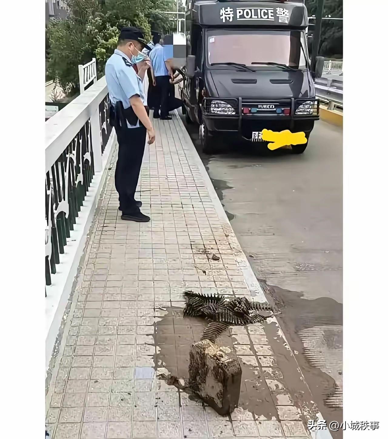 没什么是钓鱼佬钓不上来的[大笑][大笑][大笑][大笑]