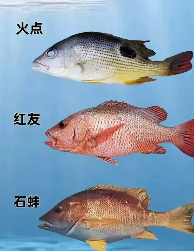 把这几十种常见的海洋鱼类认全，以后再也不怕买错海鲜了。[大笑][大笑][大笑]