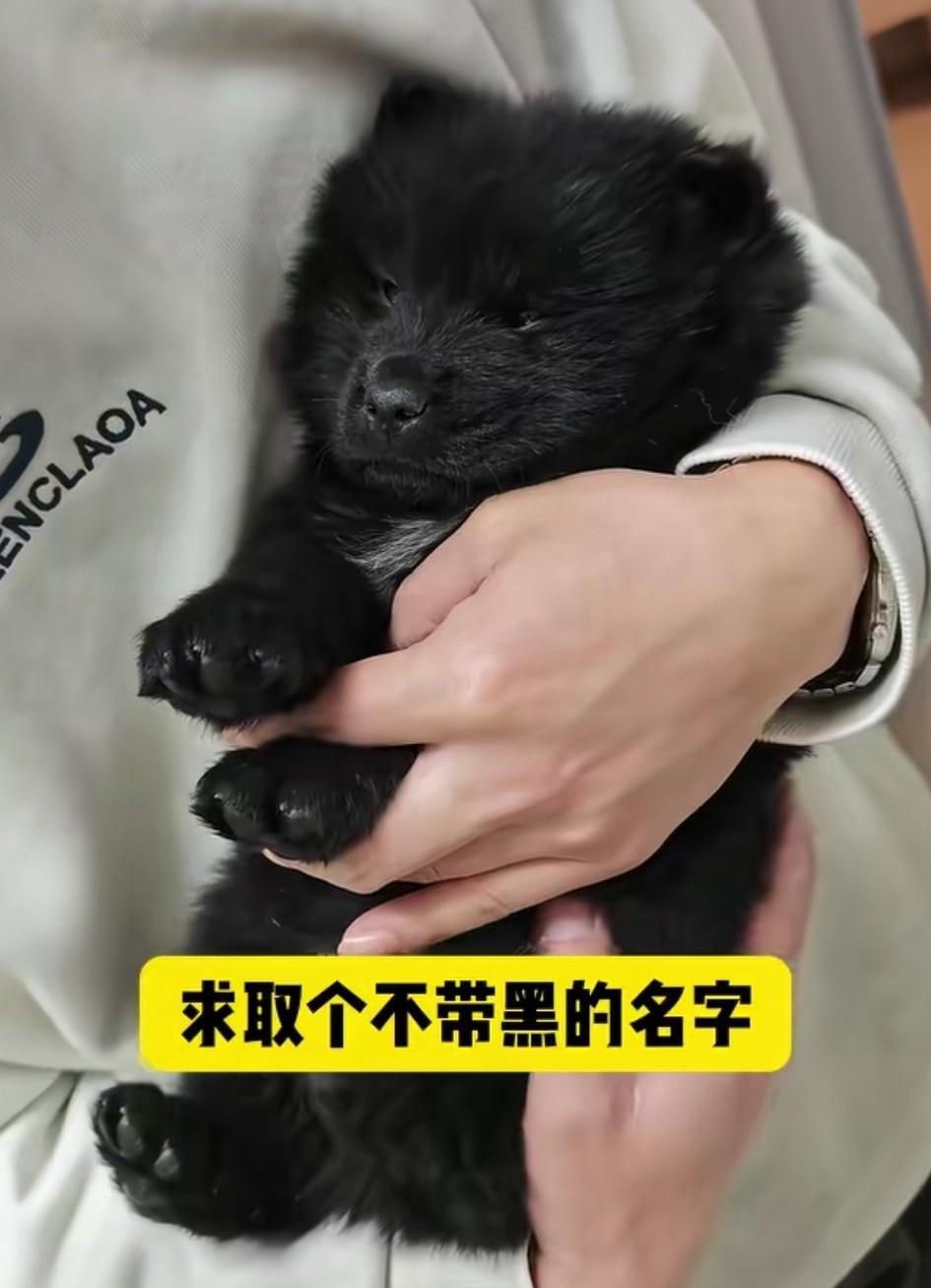 打麻将赢回来的一条小奶狗，求大家帮取一个有趣又独特，不带黑字的名字。