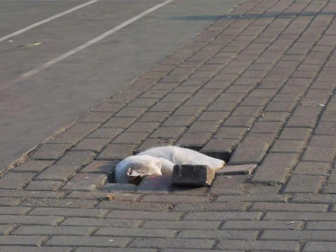 世界破破烂烂小猫缝缝补补