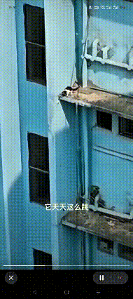 我的天嘞，这小猫也太胆大了吧！天天在高楼阳台上来回蹦跶，一层一层往下跳。有时候