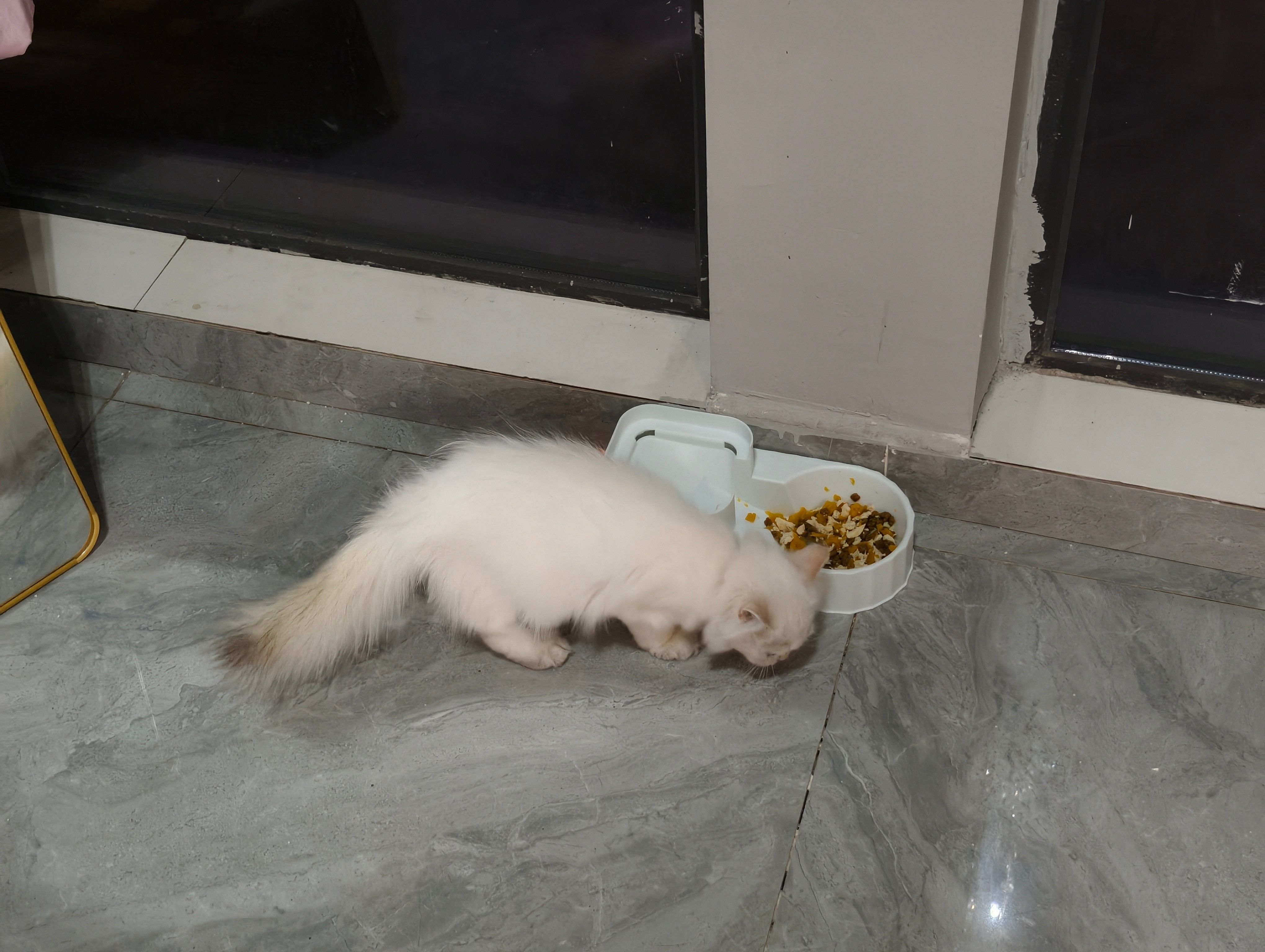好小一只好可爱✧⁺⸜(●˙▾˙●)⸝⁺✧​​​