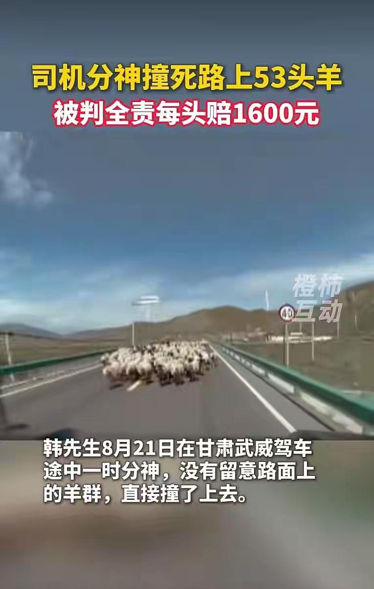 甘肃武威，男子开车走神，车子直接撞向羊群，53只羊死的死，伤的伤，没有一只幸免于