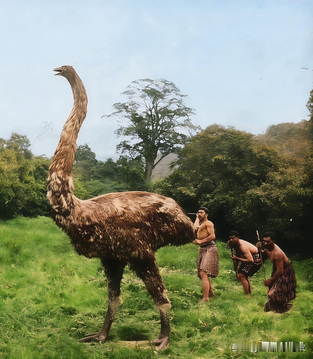 恐鸟：曾漫步新西兰的“史前巨鸟”当你看到复原图里的庞然大物，很难不联想到恐龙