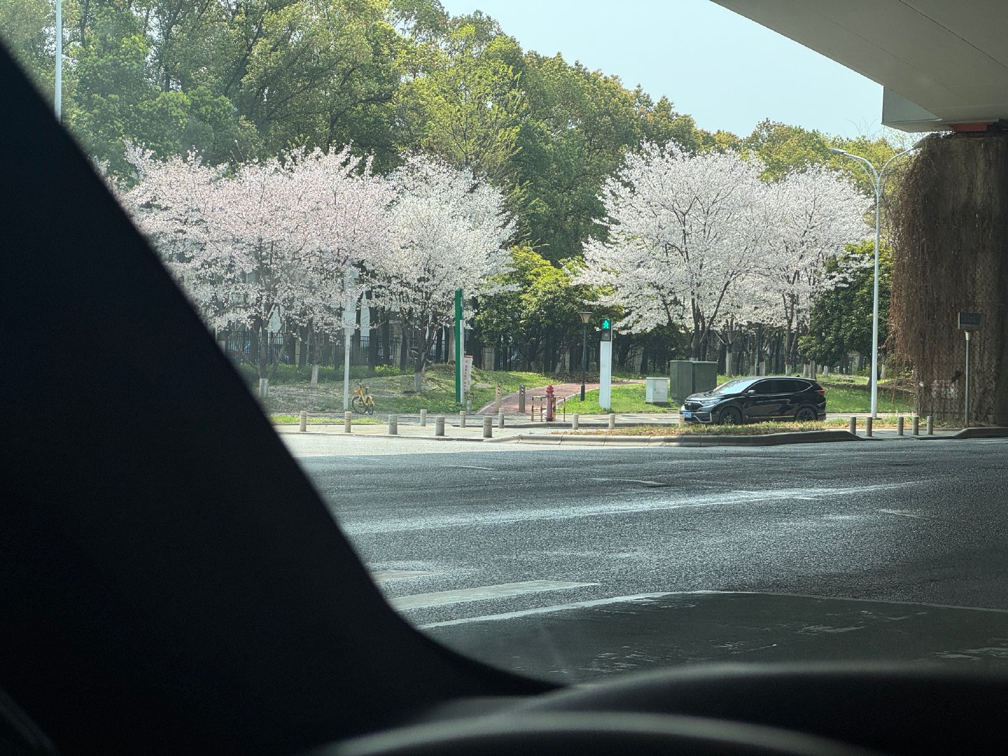 武汉到了樱花烂漫季节到处都是不必去武大
