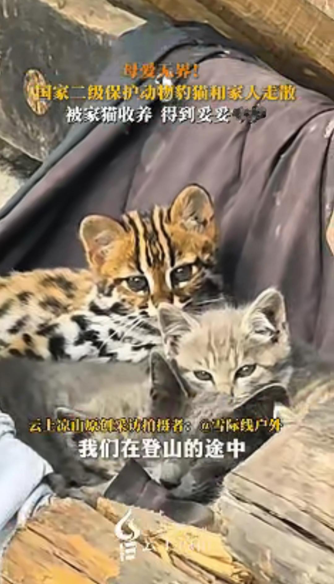 “万万没想到！”12月13日报道四川凉山，几名登山者爬山途中，在农户家的柴火堆里