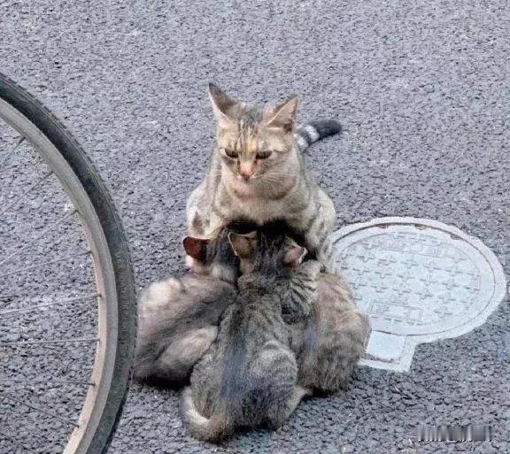 只有妈妈在，我们就不是流浪猫！人类多给它们一些温暖吧