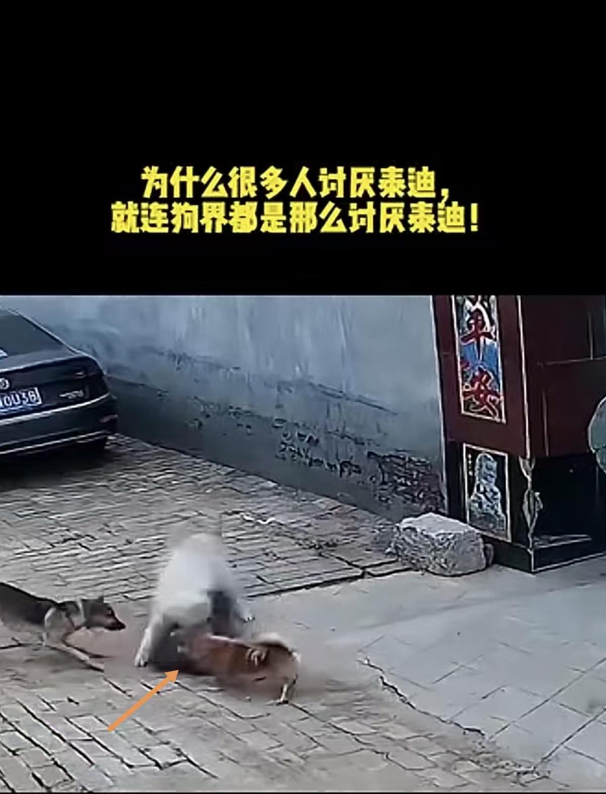 我不歧视狗，但看不惯泰迪。原来在“狗界”，泰迪也是被讨厌的对象。有网友爆料，