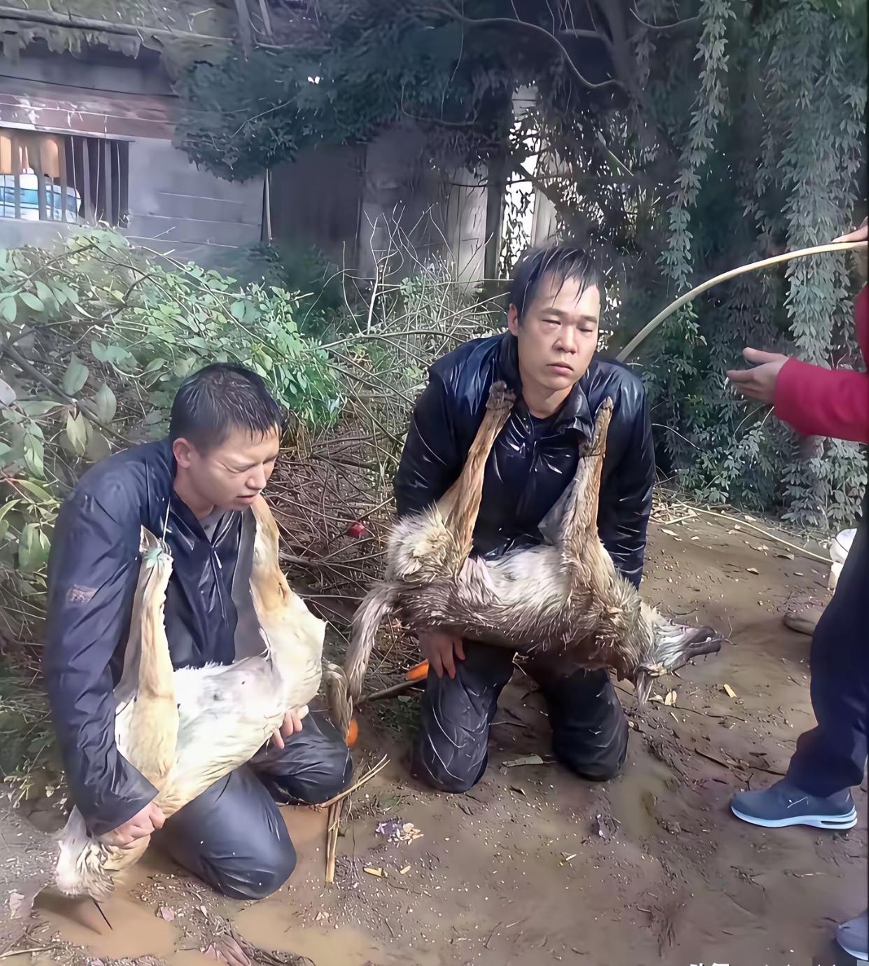 这两位去农村偷狗被人抓着，以这种方式羞辱惩罚，不知道这属不属于人身攻击。