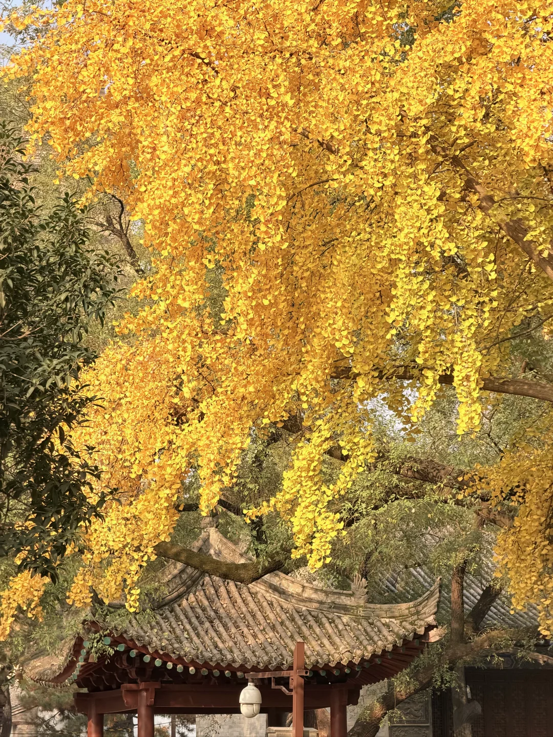 11.15Live❗️被西安小雁塔的银杏狠狠惊艳