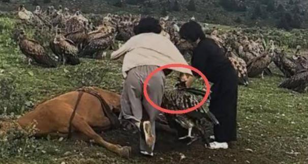 四川康定，几名女游客欲强行阻止秃鹫分食死掉的马匹，最终无能为力……7月17日