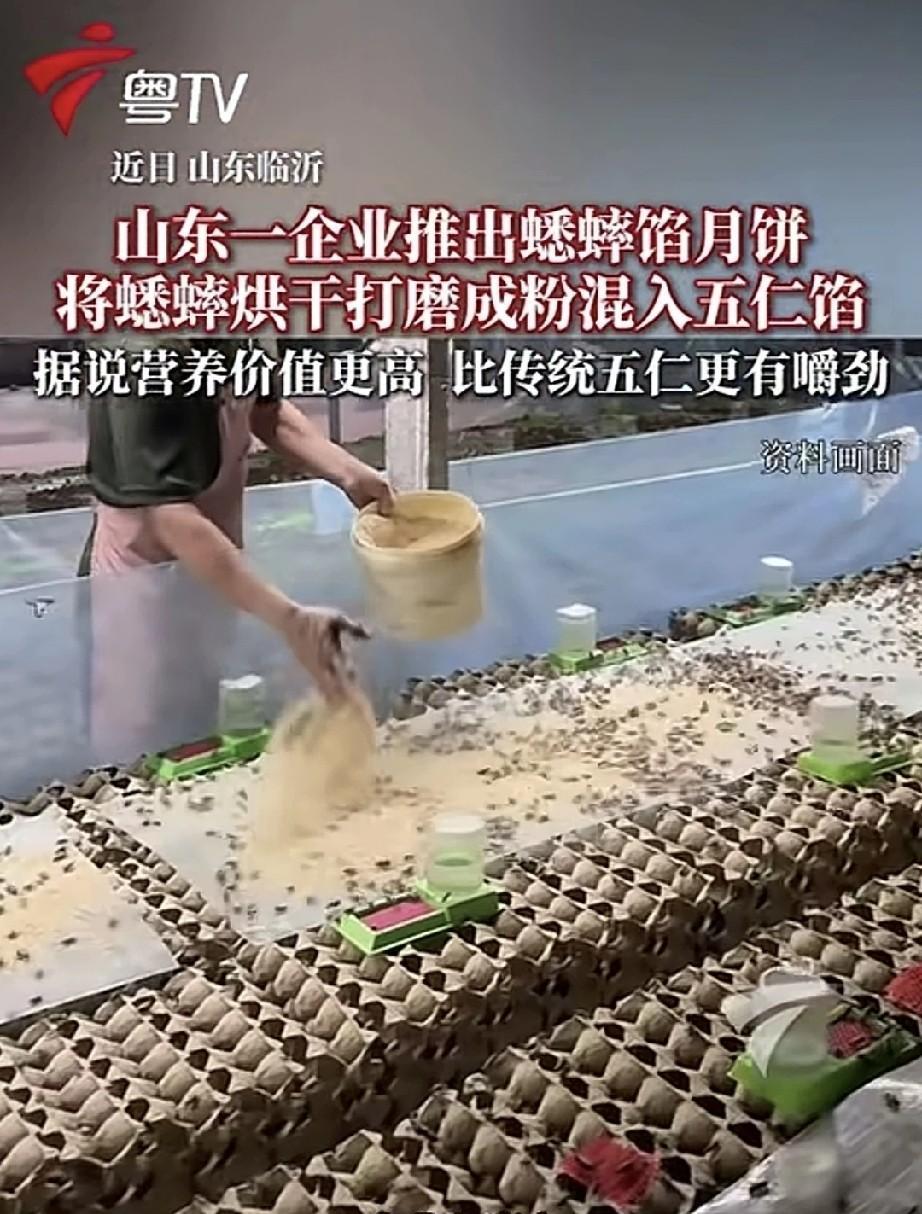 山东一家企业推出了蟋蟀馅月饼。他们把养殖的蟋蟀清洗干净后烘干，再打磨成粉，混入五