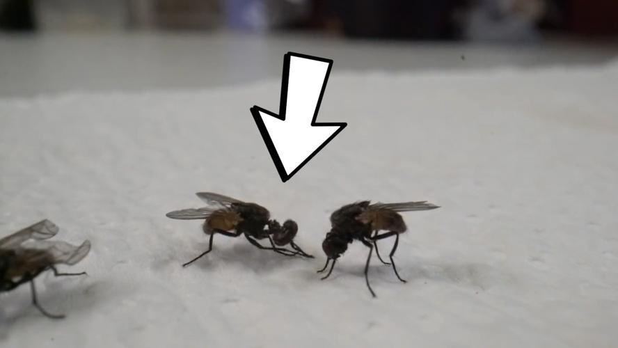 苍蝇可以随便把头拿下来玩？其实苍蝇真不是故意的，更不是为了玩！那么为什么它们要将