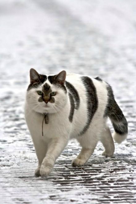 这面相，一看就不好惹！！