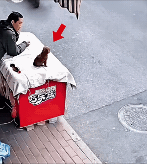 估计上辈子就是碰瓷的，变成狗都忘不了老本行！[捂脸哭]