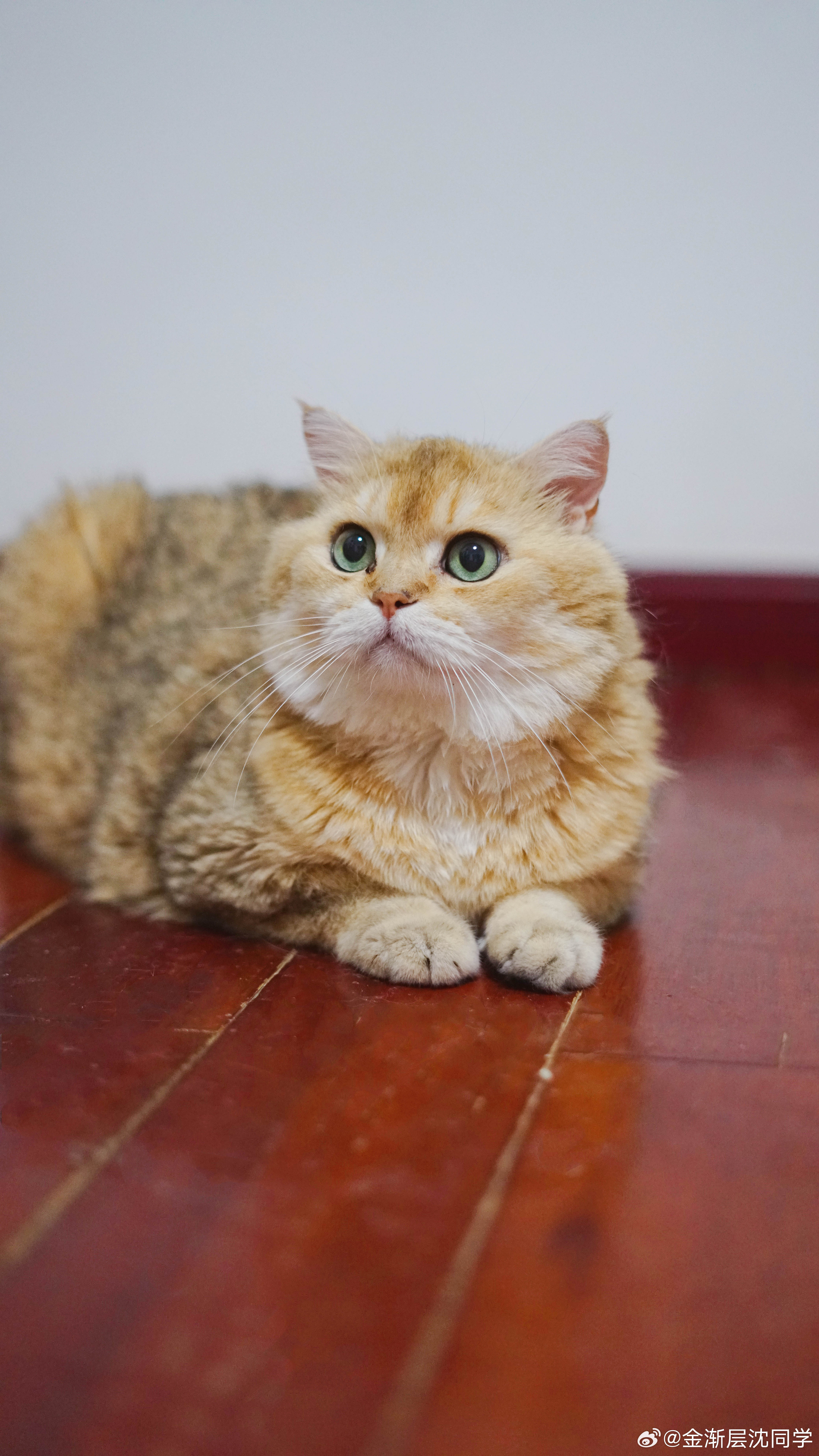 金克拉头顶又快秃了萌宠猫咪