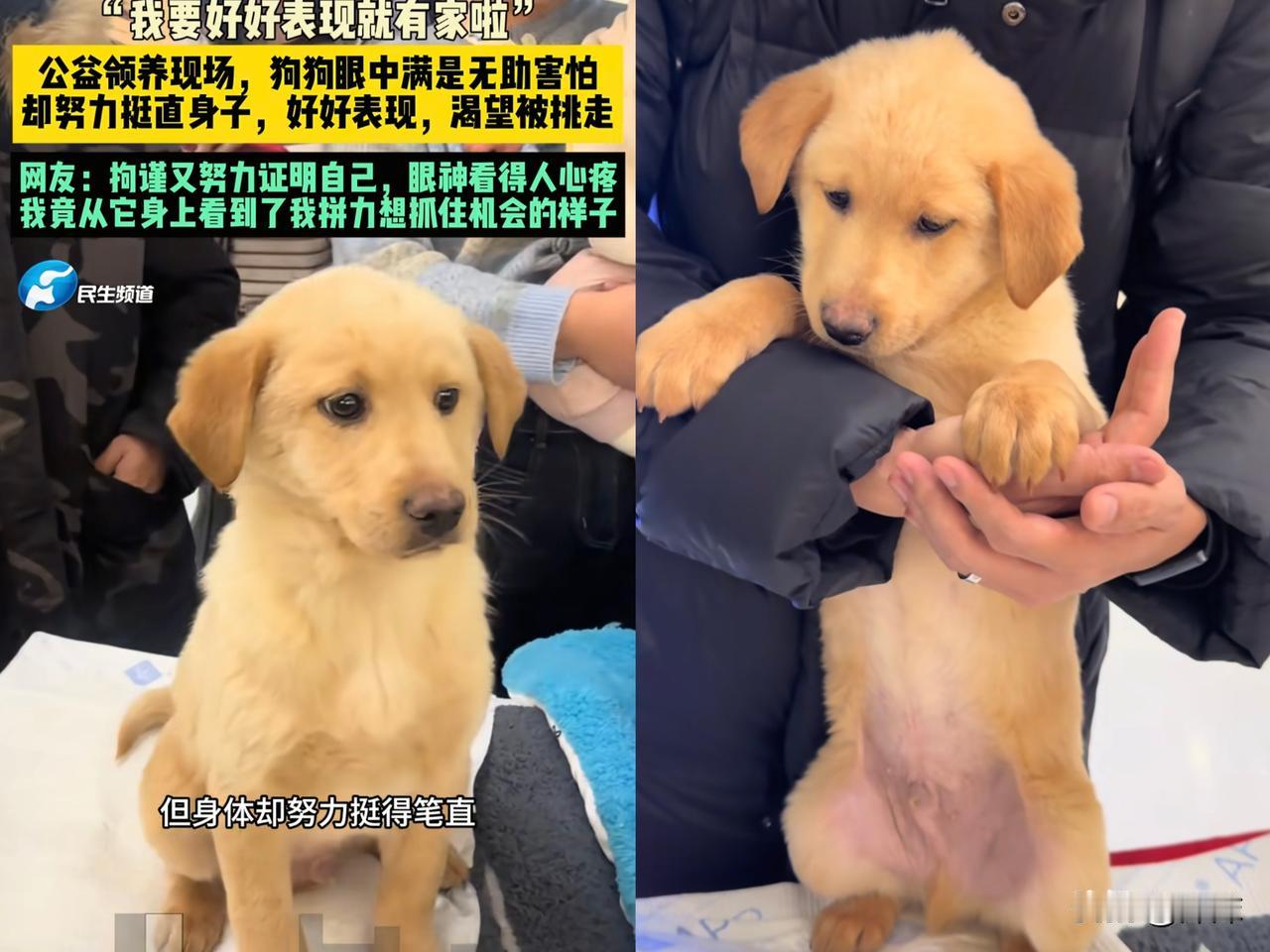 真的是一觉醒​来，这只端庄小狗的好事，让多少爱​心网友，悬​着的​心落了​地。