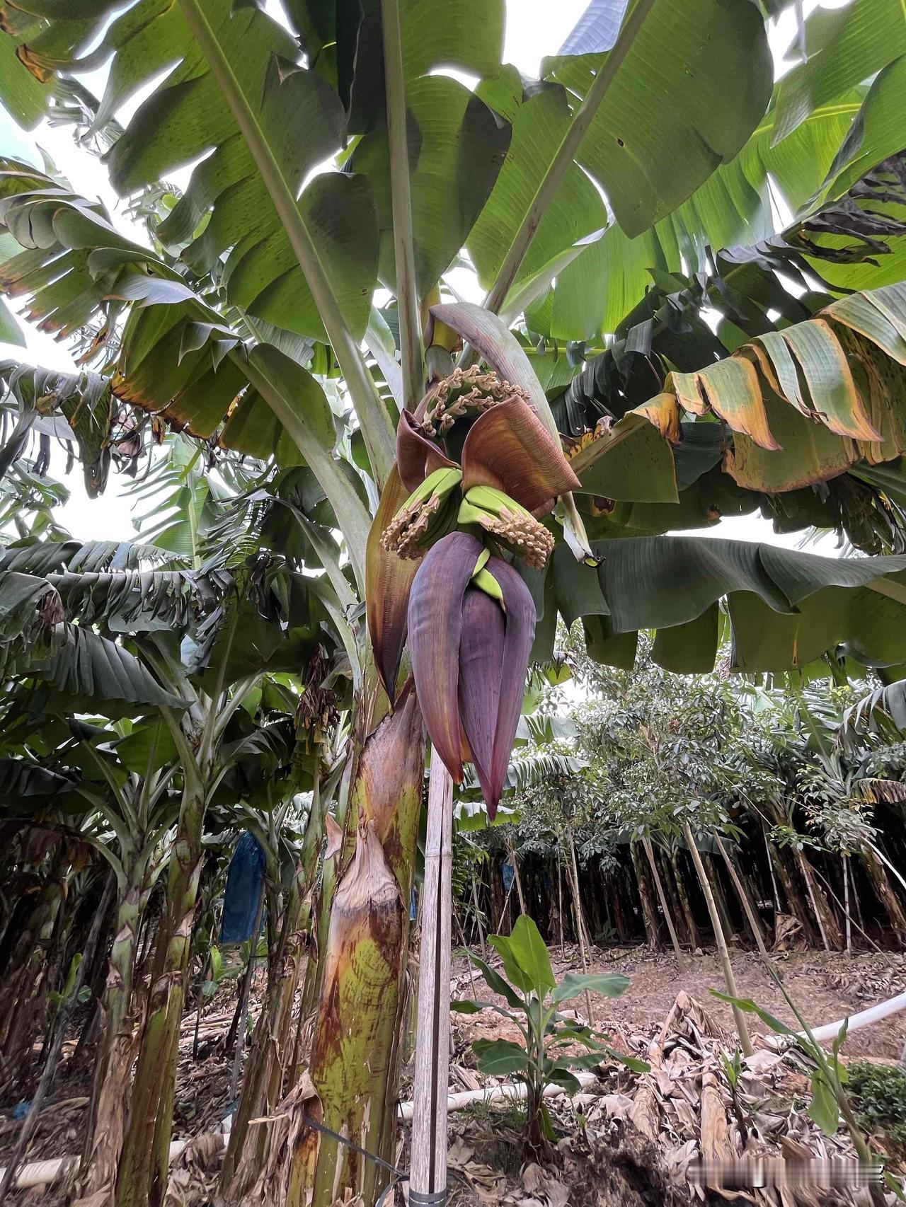 发几个热带水果，原生态的，请大家看看它们初生的状态。顺便问一下