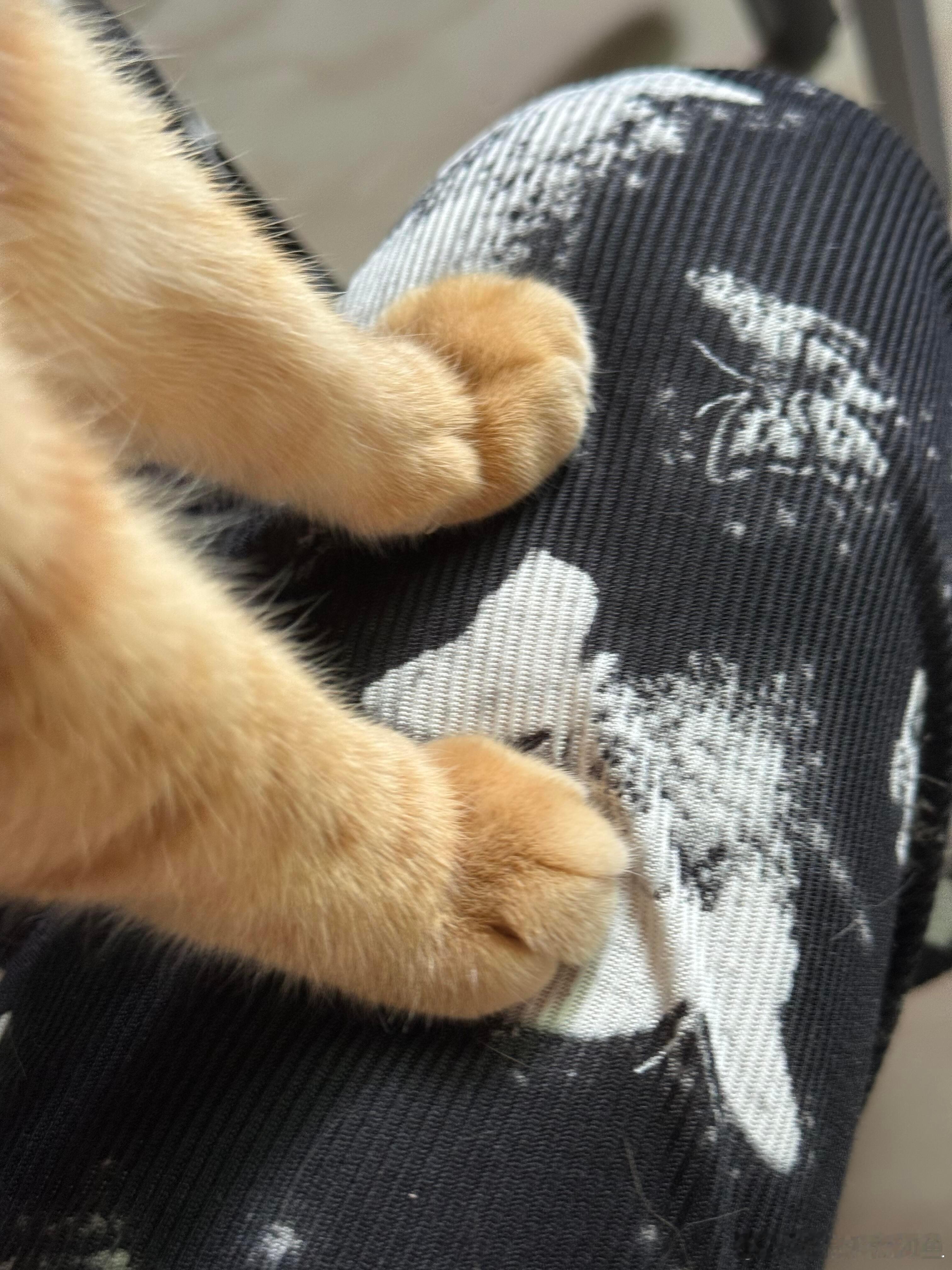 小猫在人类腿上盖了两个章