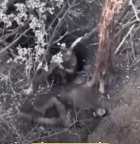 图文：视频显示一名俄军士兵拒绝战友进入掩体结果都被乌军无人机击毙来自乌克兰第