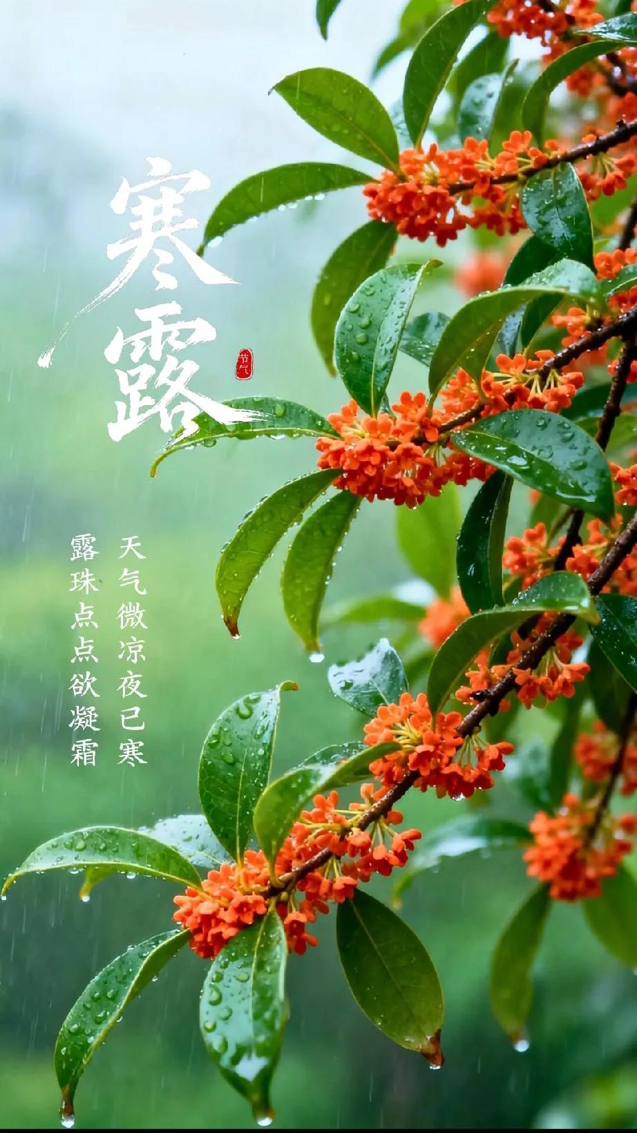 《寒露》原创霜凝野陌天初冷，露沁枫林色渐红。鸿雁南归秋意重，农耕收贮