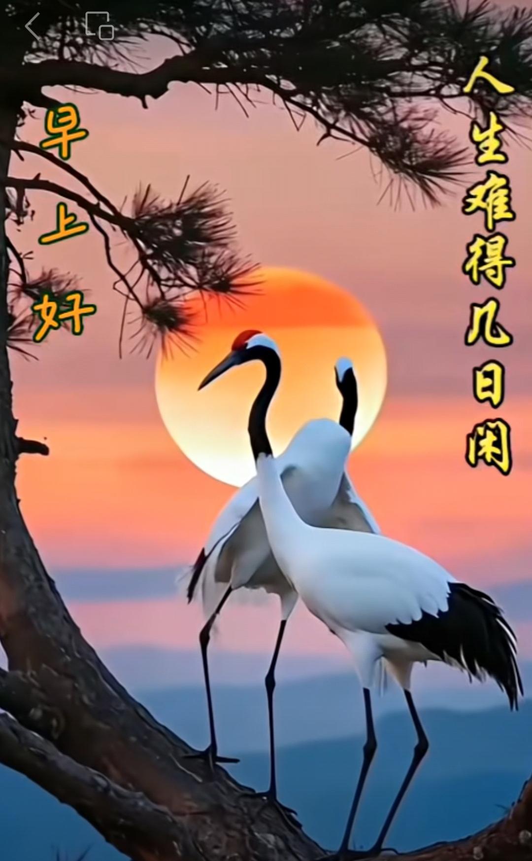 風雨中彼此安康，祝願中迎來曙光，遙遠中送去問候，願你平安中無恙，幸福吉祥