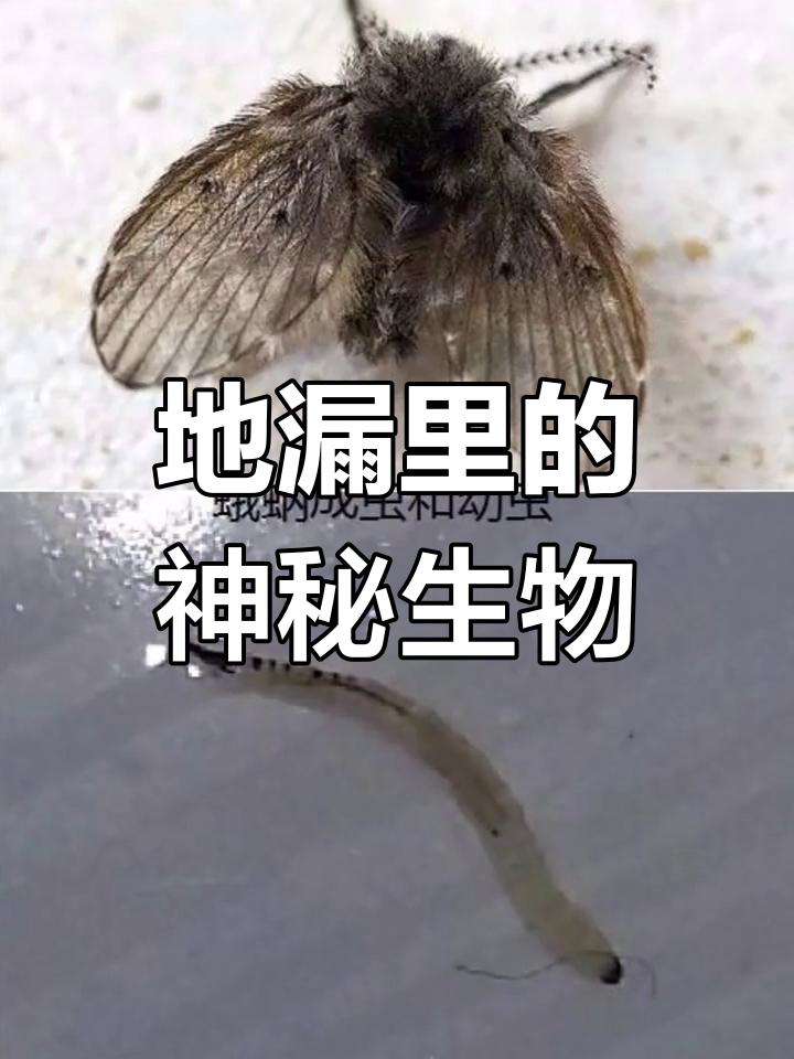 卫生间蛾蚋幼虫易被误食，怎样防备？我认为这事需重视。此前我有段时
