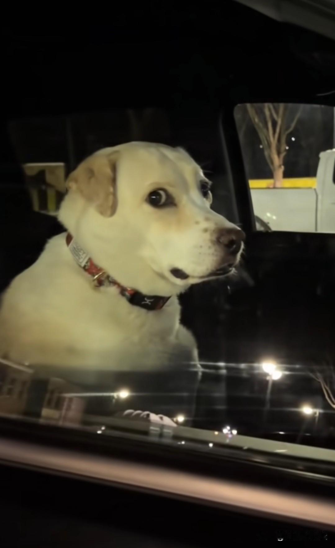 为什么人在失去小狗的时候，会陷入那么深的悲伤？甚至有很多明明很喜欢小狗的人，会因