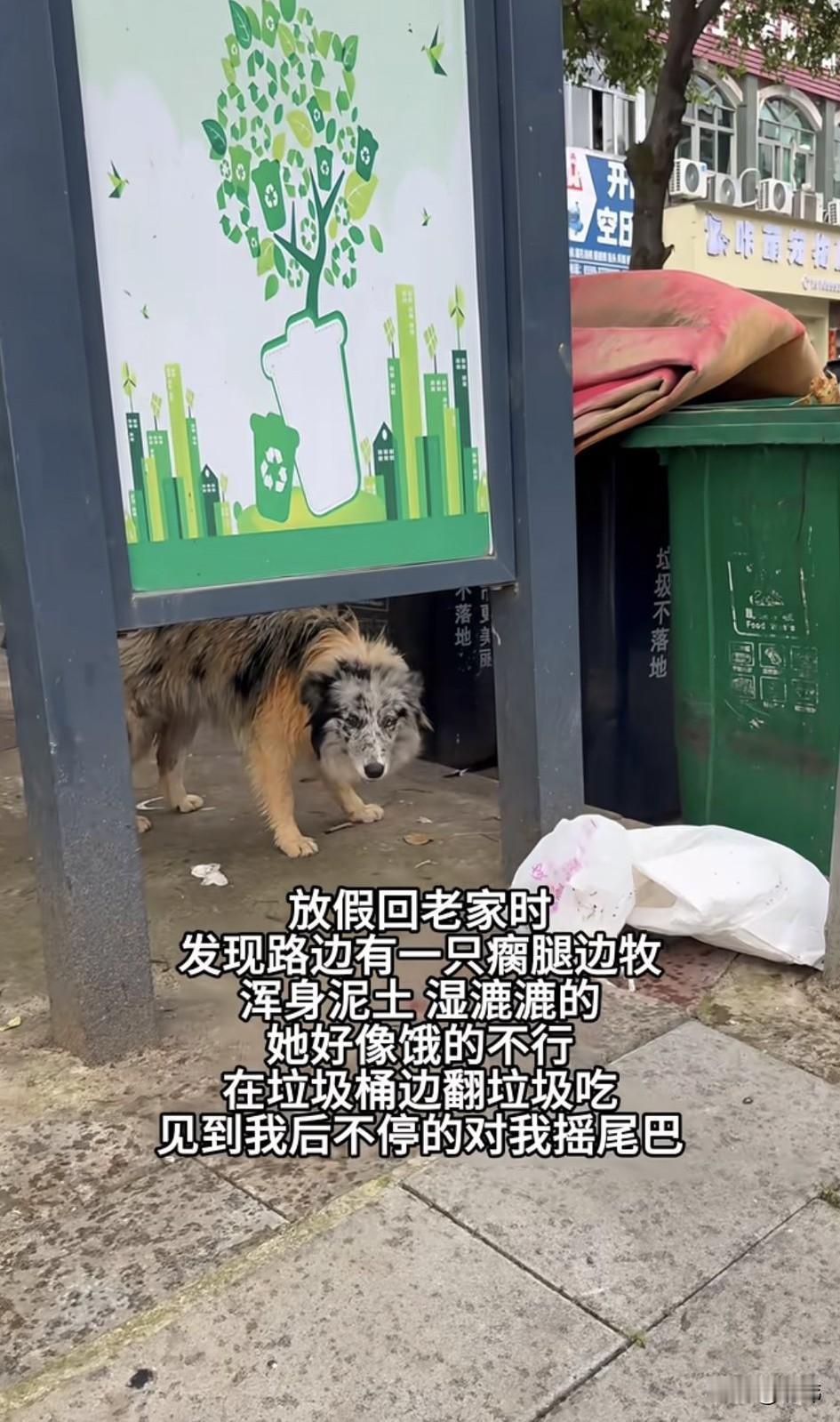 五一假期，一位小哥哥回老家过节，当他来到一条马路上的时候，看到路边有一只瘸腿的狗