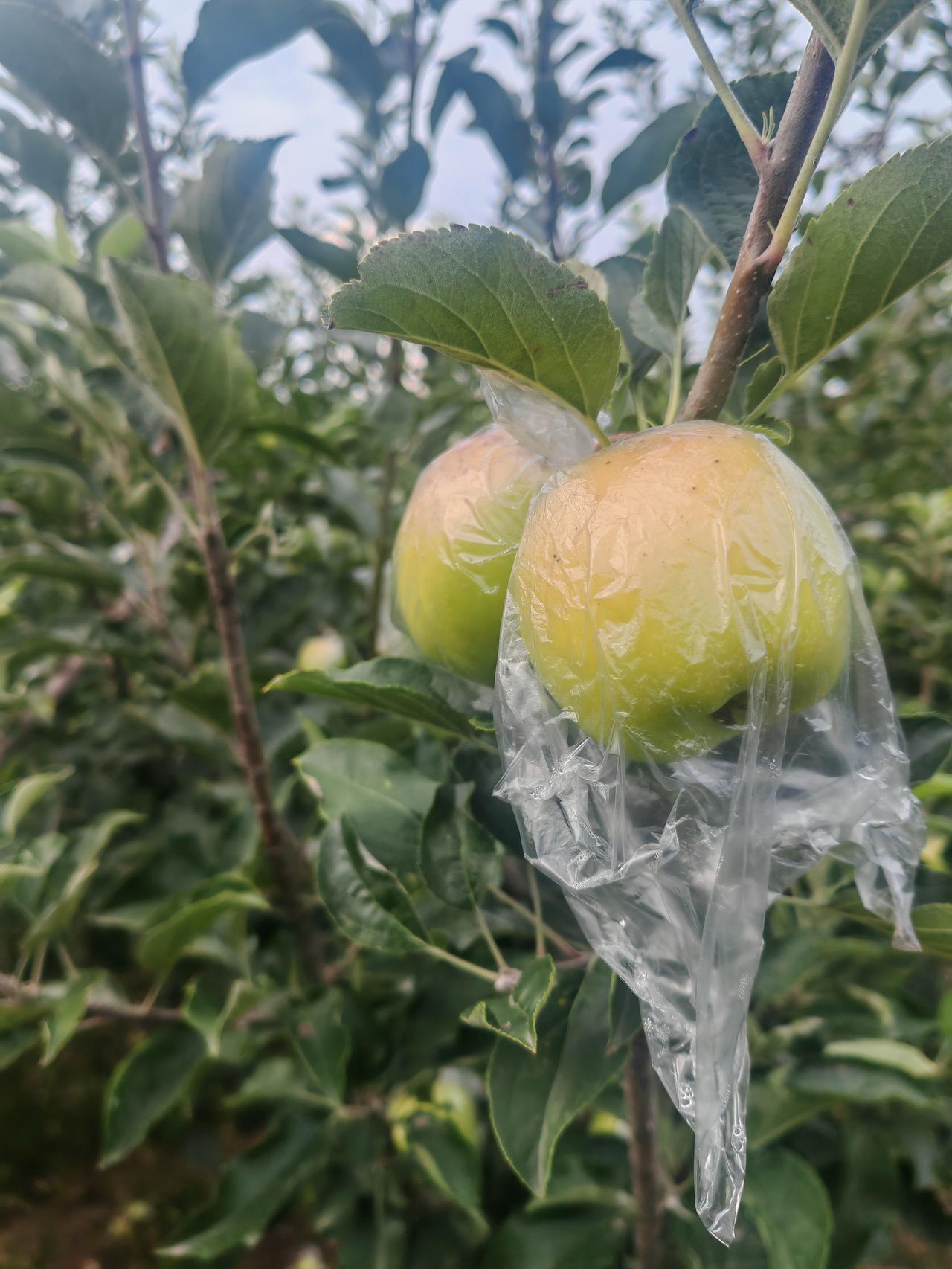 可以看看你相册里的果树吗枝头两枚苹果裹着保护膜，果皮泛着黄绿渐变的色泽，还未完全