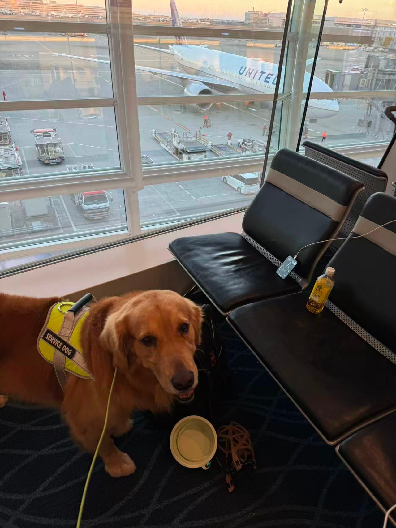 坐飞机时发现邻座是只耶耶我也是前一阵刚知道，狗也能坐飞机，而且需要买票。朋友去