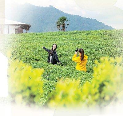 六大茶类有何区别? 如何品味不同的茶?