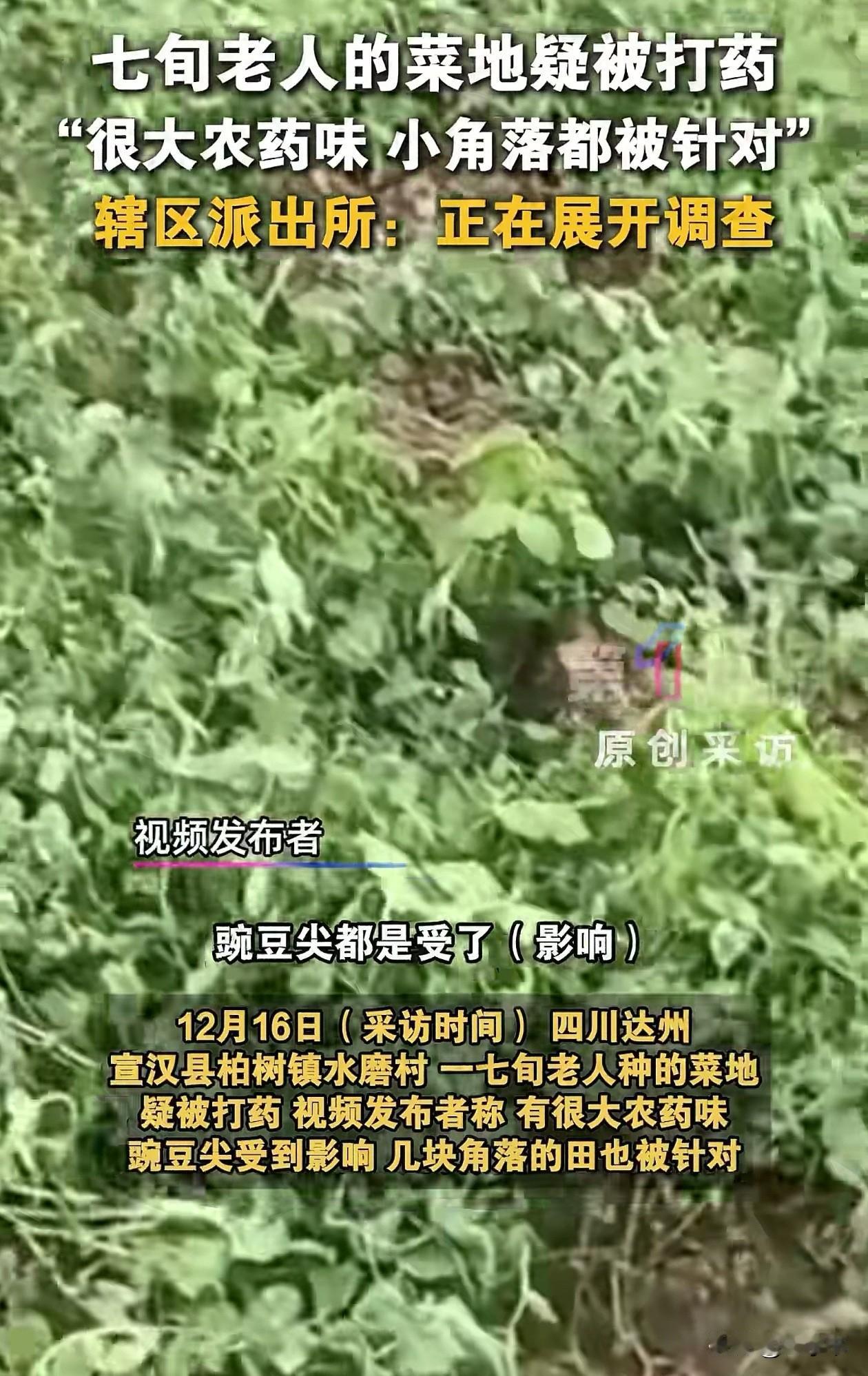 严查到底！四川达州，一位七旬老人辛辛苦苦种的菜地，地里突然冒出来股农药味，冲得很