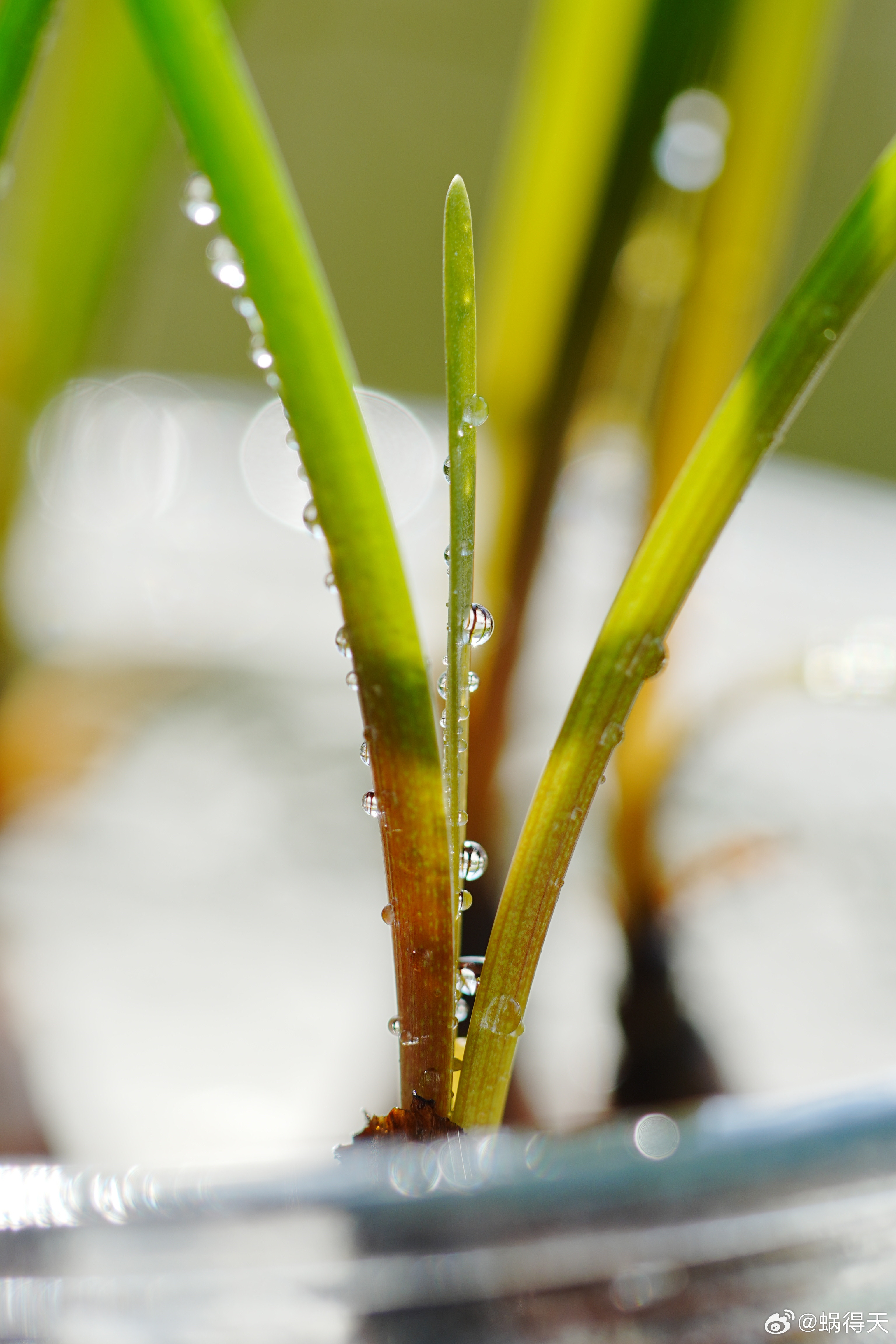 风雨兰的叶子很精神蜗的摄影日记