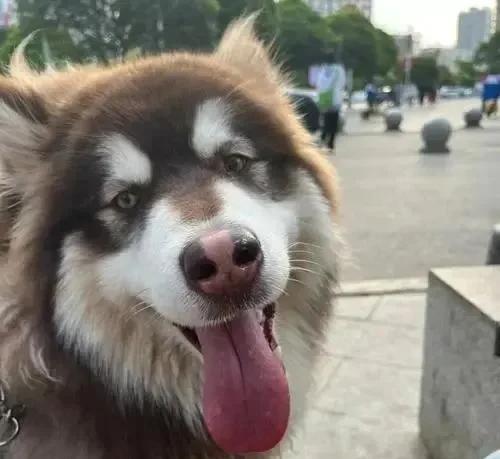 因嫌自己比狗都不如，老俩口一生气跑养老院去住。一大早，邻居家老黄老俩口就忙着收