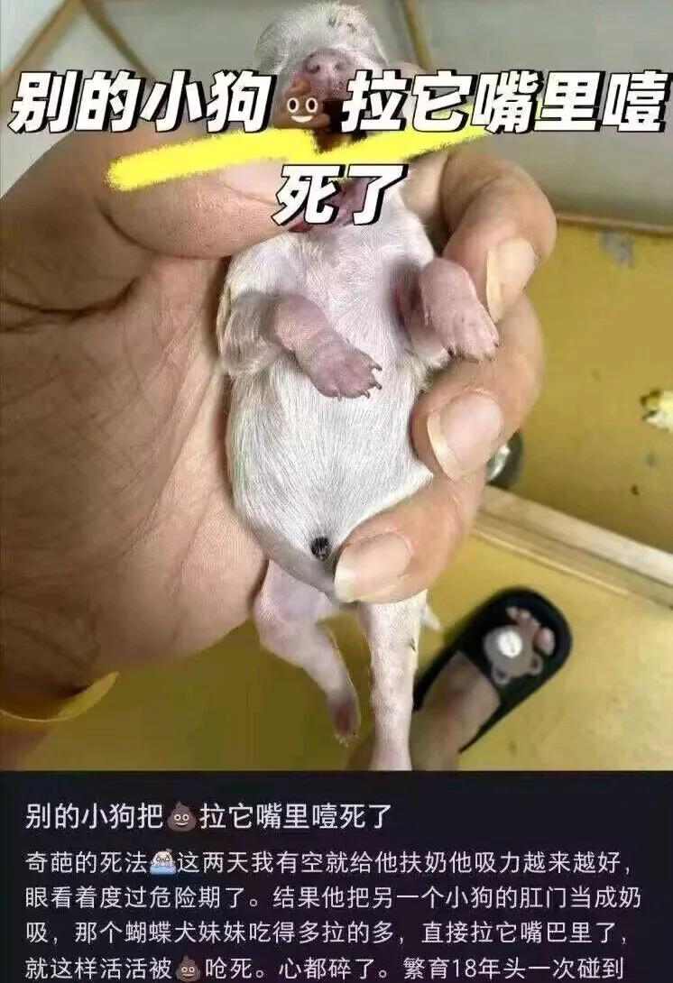 还以为狗子天生就会吃💩呢，陨落了