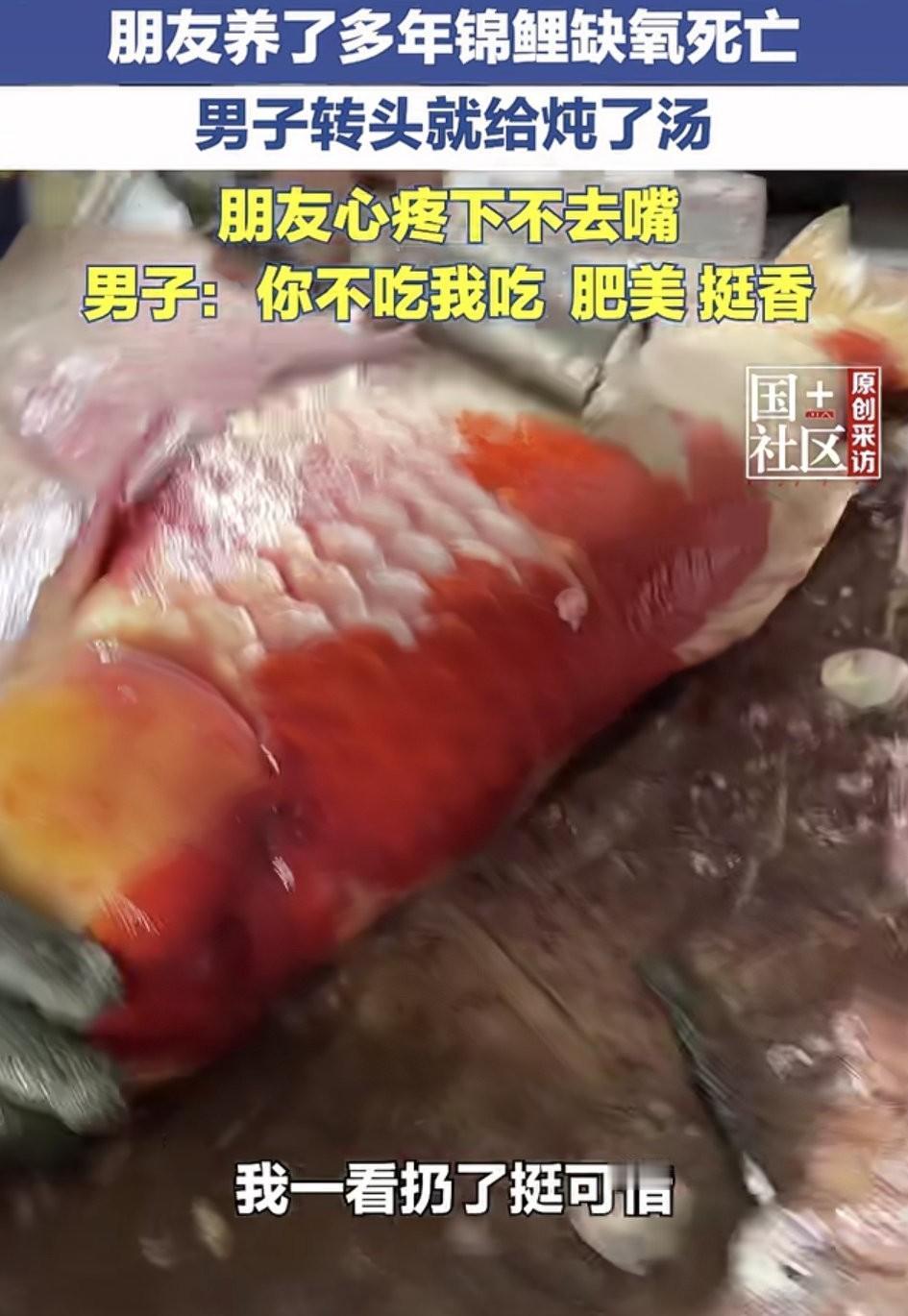 山东滕州，一男子朋友养了两三年的锦鲤因缺氧死了，朋友见鱼确实救不活了，便准备把鱼